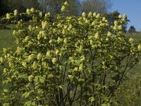 Sambucus racemosa 1, Trosvlier, Saxifraga-Jan van der Straaten