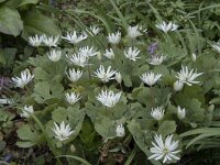 Sanguinaria canadensis 1, Bloedwortel, Saxifraga-Willem van Kruijsbergen