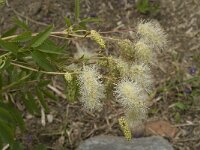 Sanguisorba dodecandra