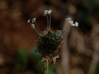 Sanguisorba minor, Salad Burnet