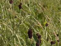 Sanguisorba officinalis, Great Burnet