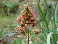 Sanguisorba verrucosa