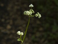 Sanicula europaea, Sanicle