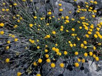 Santolina oblongifolia 1, Saxifraga-Jan van der Straaten