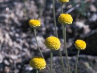 Santolina rosmarinifolia 1, Saxifraga-Jan van der Straaten