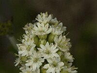 Saponaria bellidifolia