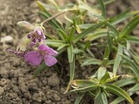 Saponaria caespitosa