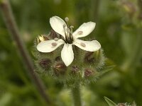 Saponaria lutea