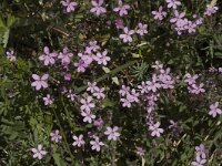 Saponaria ocymoides 1, Muurzeepkruid, Saxifraga-Marijke Verhagen