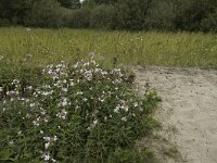 Saponaria officinalis, Soapwort