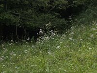 Saponaria officinalis 10, Zeepkruid, Saxifraga-Willem van Kruijsbergen