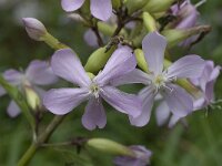 Saponaria officinalis 13, Zeepkruid, Saxifraga-Willem van Kruijsbergen