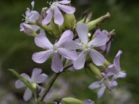 Saponaria officinalis 14, Zeepkruid, Saxifraga-Willem van Kruijsbergen