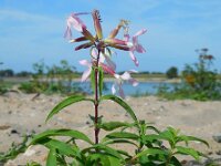 Saponaria officinalis 15, Zeepkruid, Saxifraga-Ed Stikvoort