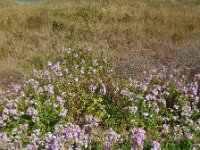 Saponaria officinalis 16, Zeepkruid, Saxifraga-Ed Stikvoort