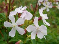 Saponaria officinalis 17, Zeepkruid, Saxifraga-Ed Stikvoort