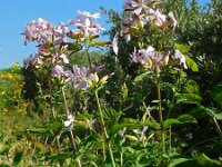 Saponaria officinalis 20, Zeepkruid, Saxifraga-Ed Stikvoort