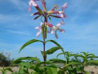 Saponaria officinalis 22, Zeepkruid, Saxifraga-Ed Stikvoort