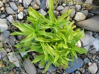 Saponaria officinalis 24, Zeepkruid, Saxifraga-Rutger Barendse