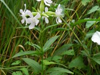 Saponaria officinalis 26, Zeepkruid, Saxifraga-Rutger Barendse