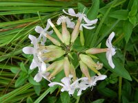 Saponaria officinalis 27, Zeepkruid, Saxifraga-Rutger Barendse