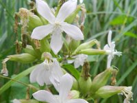 Saponaria officinalis 28, Zeepkruid, Saxifraga-Rutger Barendse