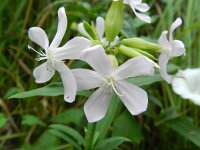 Saponaria officinalis 29, Zeepkruid, Saxifraga-Rutger Barendse