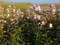 Saponaria officinalis 30, Zeepkruid, Saxifraga-Ed Stikvoort