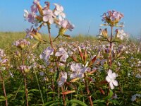 Saponaria officinalis 31, Zeepkruid, Saxifraga-Ed Stikvoort