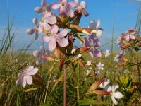 Saponaria officinalis 32, Zeepkruid, Saxifraga-Ed Stikvoort