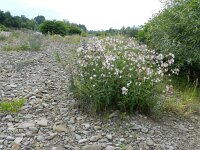 Saponaria officinalis 36, Zeepkruid, Saxifraga-Rutger Barendse