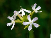 Saponaria officinalis 39, Zeepkruid, Saxifraga-Bart Vastenhouw