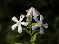 Saponaria officinalis 7, Zeepkruid, Saxifraga-Jan van der Straaten