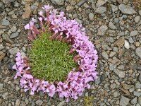 Saponaria pumila 1, Saxifraga-Luuk Vermeer