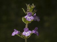 Satureja acinos, Basil Thyme