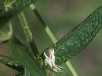 Satureja macedonica 1, Saxifraga-Jan van der Straaten