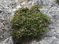 Satureja thymbra 1, Saxifraga-Willem van Kruijsbergen