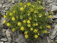 Saxifraga aizoides, Yellow Saxifrage