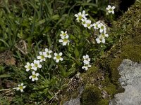 Saxifraga androsacea 1, Saxifraga-Willem van Kruijsbergen