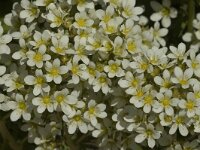 Saxifraga aquatica