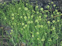 Saxifraga arachnoidea 1, Saxifraga-Harry Jans