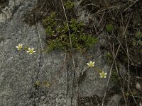 Saxifraga aspera