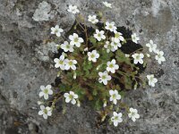 Saxifraga boisssieri