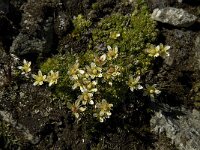 Saxifraga bryoides