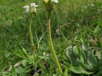 Saxifraga bulbifera