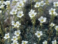 Saxifraga caesia