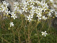 Saxifraga canaliculata