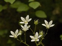 Saxifraga carpetana