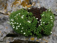 Saxifraga cebennensis 1, Saxifraga-Dirk Hilbers