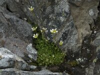 Saxifraga cespitosa 1, Saxifraga-Willem van Kruijsbergen